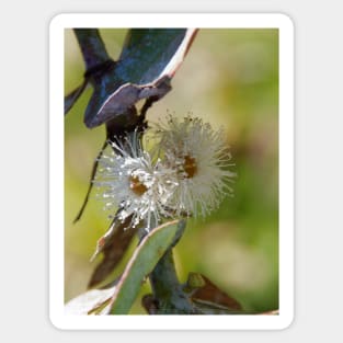 Silver Dollar Gum Flowers Sticker